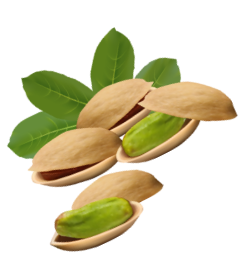 pistachio 4